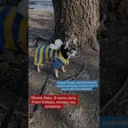 Сначала Покажи Своего Питомца