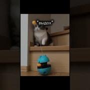 Сколько У Тебя Ммр В Доте Ростик
