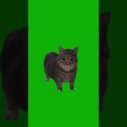 Трек Оу Ноу С Котом