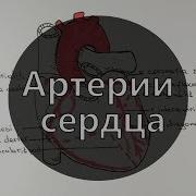 Умный Медик Ум Артерии Сердца Строение Сердца