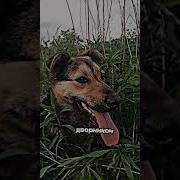 Учитель Говорил Что Я Стану Дворником