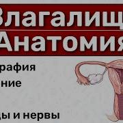 Строение Женской Пизды
