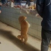 Танцующие Пудели Это Чудо
