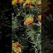 Шмель В Огороде Моей Бабушки