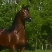 Неткен Ғажап Неткен Сұлу Тұлпар