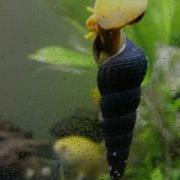 Sulawesi Snail