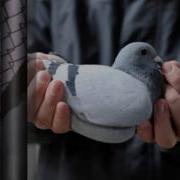Голуби Голуби Голуби Вы Передайте Ему Самому В Мире Желанному