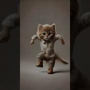 Cat Dancing Meme