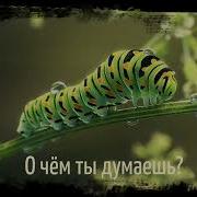 Гусеница Шоу Маска О Чём Ты Думаеш