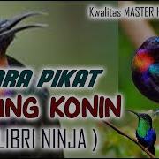 Suara Pikat Kolobri Ninja