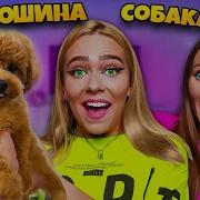 Собаку Мне Не Подарили