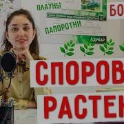 Плауны Хвощи Папоротники