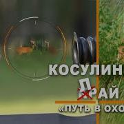 Охота На Косулю С Манком