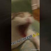 Mac N Cheese Meme Original Meme Also Short