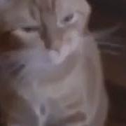 Кот Пукнул И Произошёл Ядерный Взрыв