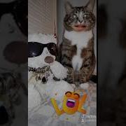 Честное Слово Мне Скоро Понадобится Психиатр