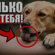 Любовь Собаки Сильнее К Хозяину