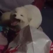 Лиса Смеётся Как Человек