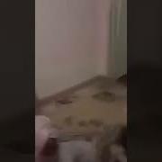 Шармандаги Дахшат Дахшат Зани Шавхардор Бо Марди Бегона Зино