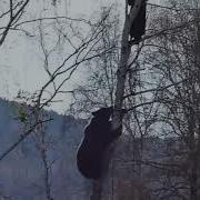 Медведь Лезет На Дерево