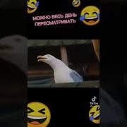 Смех Как У Чайки