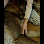 Они Надо Мной Смеялись Говорили Что Я Не Собака