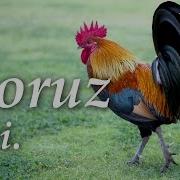 Nuray Ay Pipiyi Qan Xoruz