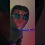 Cat Party Neon