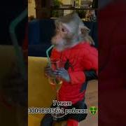 У Меня 300 Робакас Оригинал