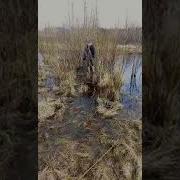 Дороги Нема А Ярик Хуярить
