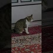 Cat Mating Sound Scream Close Up Mating Call