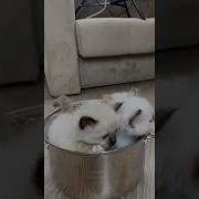 Я Уеду Жить На Кухню