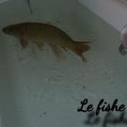 Le Fishe Remix