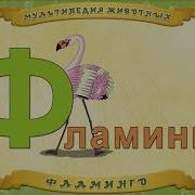 Мультипедия Животных Буква Ф Фламинго