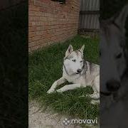 Как Хорошо Прилечь На Травке