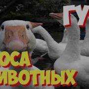 Звуки Животных И Птиц Для Детей Утка Гусь Страус