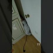 Онв Шоке Он Ашарашен