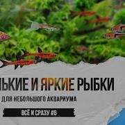 Стайные Рыбки Для Аквариума