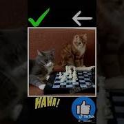 Коты Джентльмены Удачи
