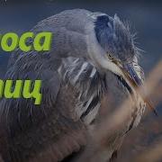 Голоса Птиц С Названиями