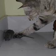 Cat Mouse Fight