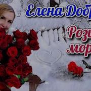 Елена Добрая Розы На Морозе