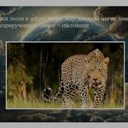 Ветер Шепчет Среди Деревьев