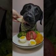 Собака Вкусно Чавкает