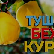 Tushda Behi Ko Rsa Nima Bo Ladi Тушда Бехи Курса Нима Булади Туш Табири