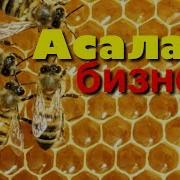 Асалари Бизнеси Асаларилар Мени Талаб Ташашди