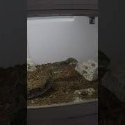 Python Dunk 4
