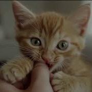 Хорошо Быть Кошкой