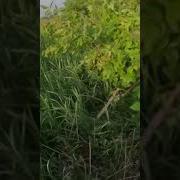 Звуки Летящего Снаряда Из Танка