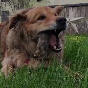 Dog Eats Rabbit